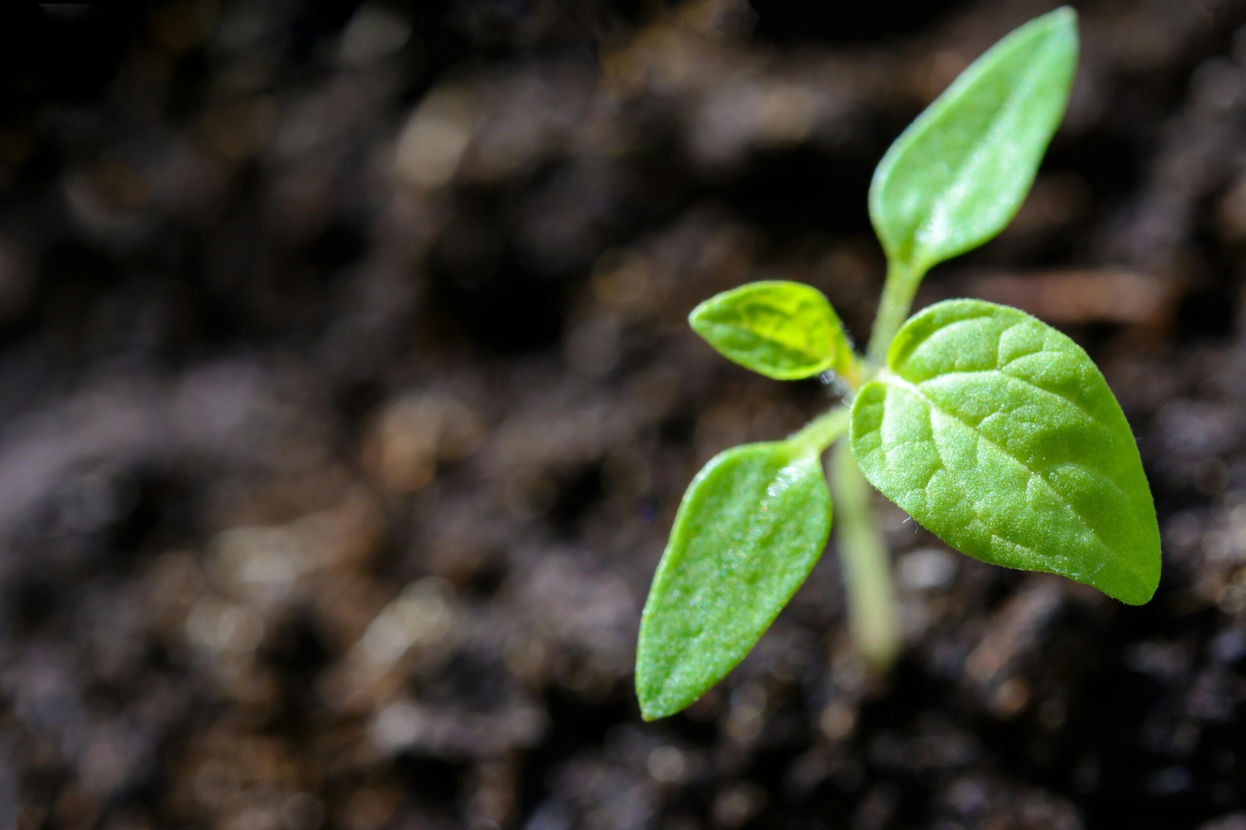 Carbon Footprint & Credits