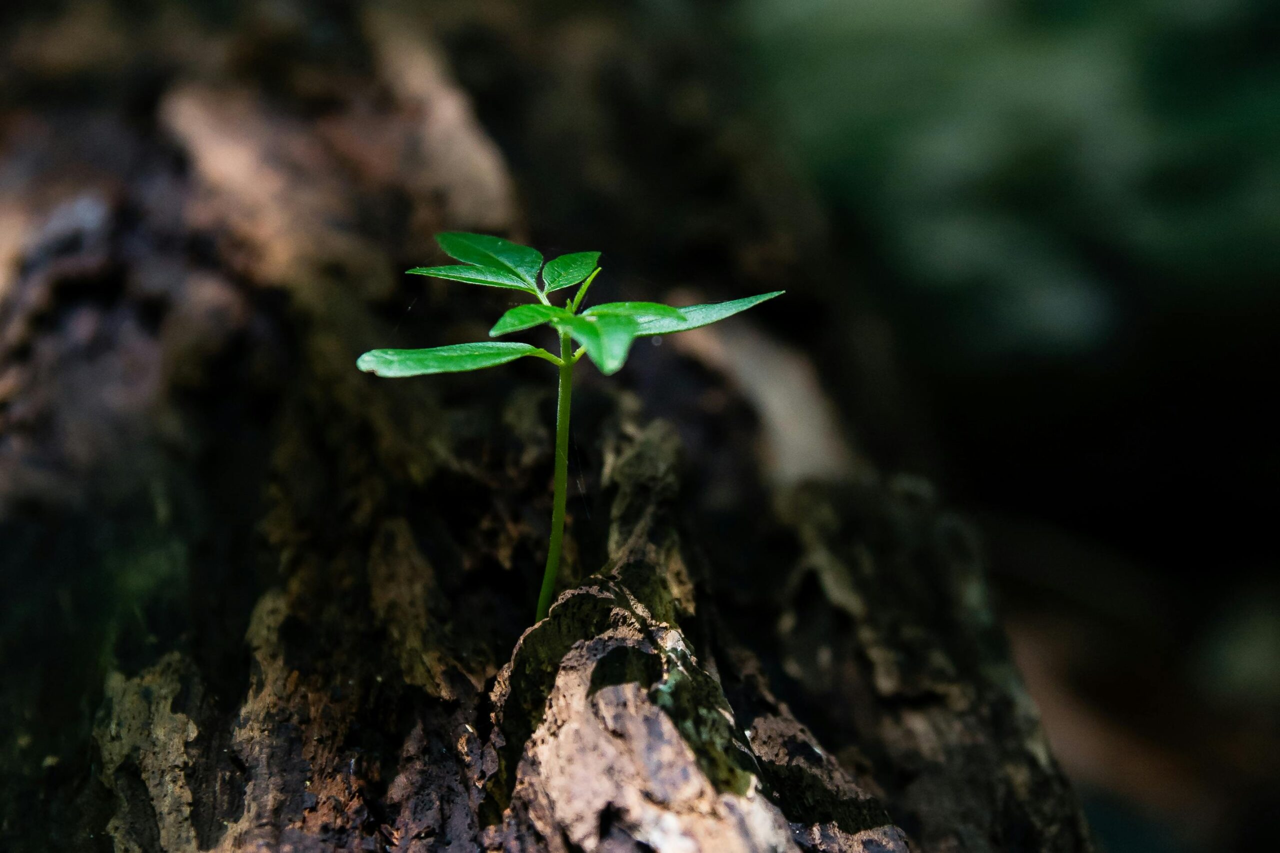 Environmental sustainability assessment